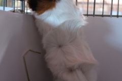 oder diese Rosette ist einfach nur neugierig ... was machen die da bloß? "Henna vom Meerchengarten" von Kerstin Seetzen