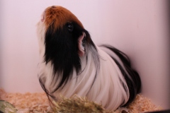 Wer kann sich wohl noch größer machen?