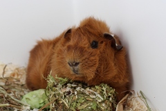 Aufgeweckter Blick ...