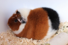 Man hat die Frisur schön, oder?