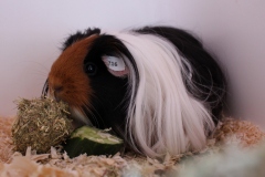 Oder trägt man lieber lang?