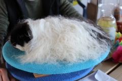 Showfertig wartet man geduldig auf die Richtung