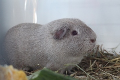 Glatthaar in slate-weiß-argente