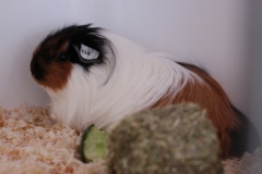 Geduldig wartet man auf seinen Einsatz