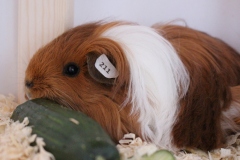 ... meine Gurke ... scharf bewacht