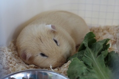 Der andere hält ein Nickerchen