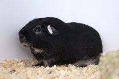 Argwohn liegt in diesem Blick