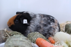 Zuschauerliebling: Glatthaar in Buntschimmel schwarz-rot "Scootaloo" von Sonja Scherhand-Rathje und ihrer Tochter