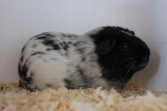 Auch diesem Gesell war meine Kamera nicht geheuer