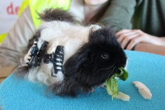 Die wahre Pracht noch nicht entwickelt .....