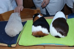 Die drei besten Glatthaartiere .....