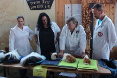 Sechs Tiere saßen für den Sonderpreis "Bester Strukturhaar" auf dem Endtisch