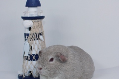 "Nivea" Glatthaar in slate-weiß-argente von Katharina Kull