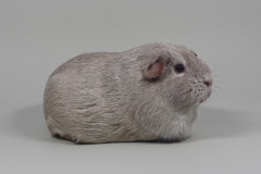 "Nivea" Glatthaar in slate-weiß-argente von Katharina Kull