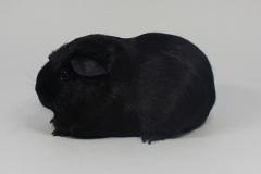 Glatthaar "Clarabella" in Schwarz von Gerrit Kwakke