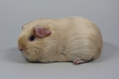 Glatthaar "Carla" in creme d.e von Gerrit Kwakkel