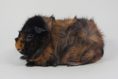 Rosette "Antonia" in Brindle schwarz-rot von Astrid Meyer