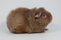 Rex "Simon" in Coffee Tan von Antje Klinger