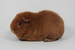 Rex "Cherie" in gold d.e. von Ursula Gutschlag-Meyer