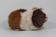 Rex "Fiona" in Orangeagouti-Gold-Weiß von Astrid Kull