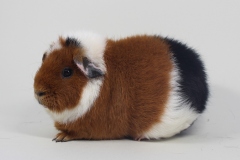 US-Teddy "Tayara" in Schildpatt-Weiß von Horst & Chris Zach