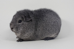 US-Teddy "Silver Desteny" in Silberagouti von Horst & Chris Zach