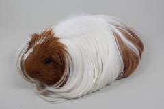 Sheltie "Fandango" in Rot-Weiß von Dana Jansen