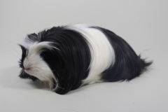 Coronet "Eye Catcher" in Schwarz-Weiß von Bianca Erades