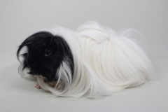 Angora "Koopa" in Schwarz-Weiß von Jutta Brockmann-Kursch
