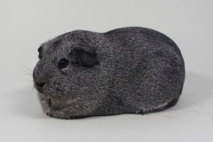 Glatthaar "Delia" in silberagouti von Britta Poweleit