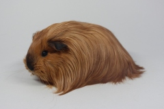 Sheltie "Lipstick" von Bianca Erades