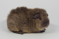 Rex "Miss Bayern" in Cremeagouti von Claudia Potzkai