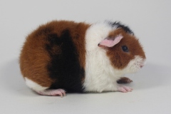 US Teddy "Grappa" in Schildpatt-Weiß von Andrea Steingrub