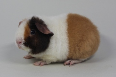 US Teddy "Glitzerpups" in Schoko-Buff-Weiß von Carina Janßen