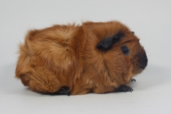 Rosette "Cherry" in Rot California schwarz von Carina Janßen