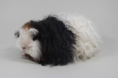 Merino "Herr Weberknecht" in Goldagouti-Rot-Weiß von Heiko Diers