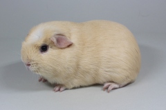 01-Crested-88-Siem-creme-d.e.-Gerrit-Kwakkel