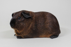 01-NA-207-Satin-GH-Yuvu-Gotass-goldagouti-Cali-schwarz-Heiko-Diers-3