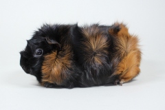01-Rosette-116-Brindle-schwarz-rot-Ines-Just-1