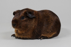 01-Satin-199-Yoto-Gotass-goldagouti-Heiko-Diers-1