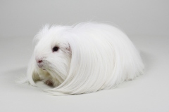01-Sheltie-217-Ice-cube-weiss-d.e.-Dana-Jansen-4