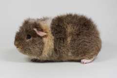01E-Strukturhaar-gem-278-Rex-lemonagouti-creme-weiss-Yayo-Vlorof-Heiko-Diers-2