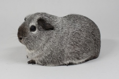 Glatthaar silberagouti california schwarz