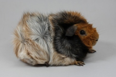 Rosette Buntschimmel