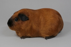 Glatthaar  Satin rot calicornia schwarz