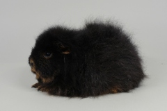 CH Teddy in black tan (schwarz rit loh)