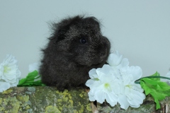 CH Teddy "Buerana"