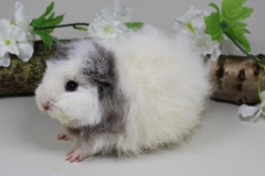 CH Teddy "Buerana" in Silberagouti-Weiß von Anna Lena Huskotte