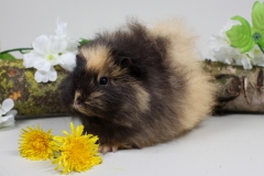 CH Teddy "Indira" in Schokolade-Creme von Anna Lena Huskotte