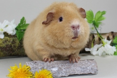 US Teddy "Kürbisköpfchen" in Buff von Astrid Goroncy